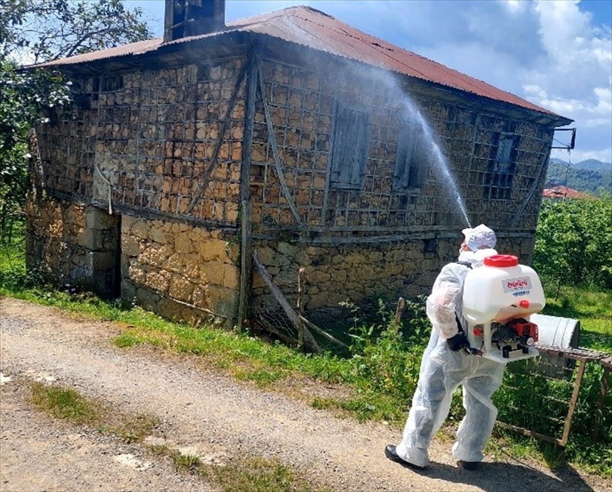 Giresun'da kahverengi kokarcayla mücadele sürüyor