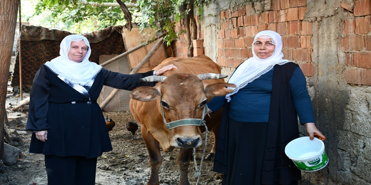 Batman’da ineği ölen Eslihan Bilgiç’e mahalleli 5 günde 52 bin lira toplayarak yeni bir inek aldı.