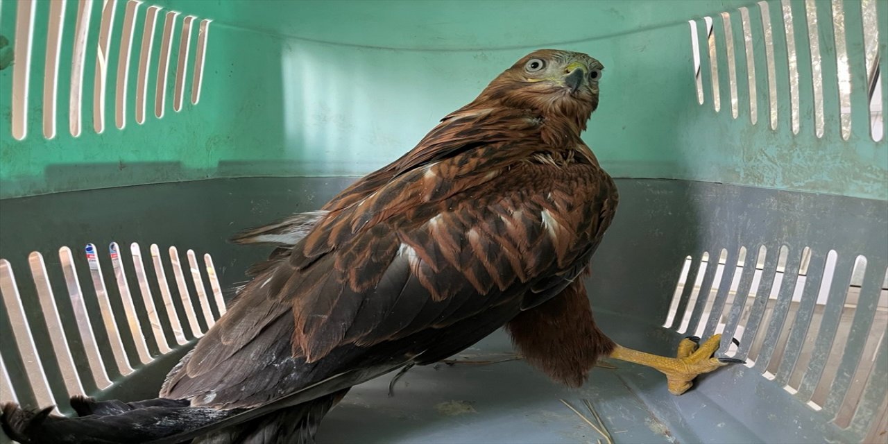 Erzurum’da bitkin bulunan iki kızıl şahin 1 ay bakım sonrası doğaya bırakıldı.