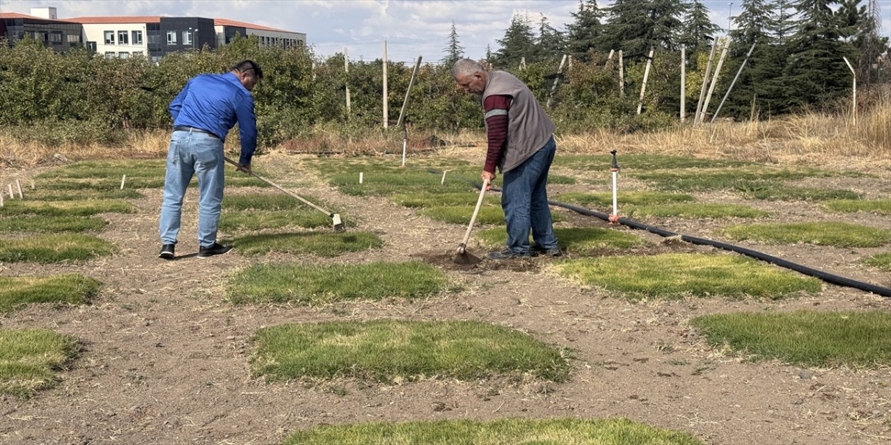 Erciyes Üniversitesi öncülüğünde yerli çim çeşitleri geliştiriliyor, hedef ABD ve Avrupa’ya ihraç.