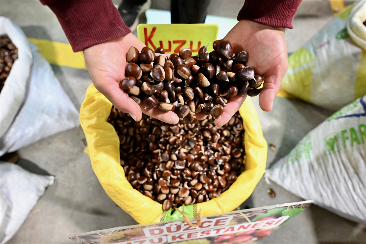 Düzce'de kestane mezatı açıldı