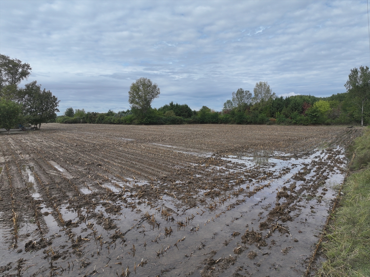 Geçen yıl kuru toprağa ekim yapan Trakya çiftçisi son yağışlarla moral buldu