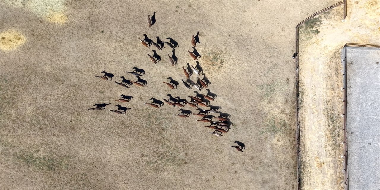 Malatya’daki Sultansuyu Tarım İşletmesi’nde bu yıl 110 safkan Arap tayı dünyaya geldi.