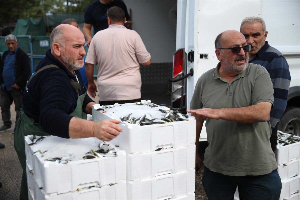Ordu'da denize açılan balıkçıların yüzü istavritle gülüyor