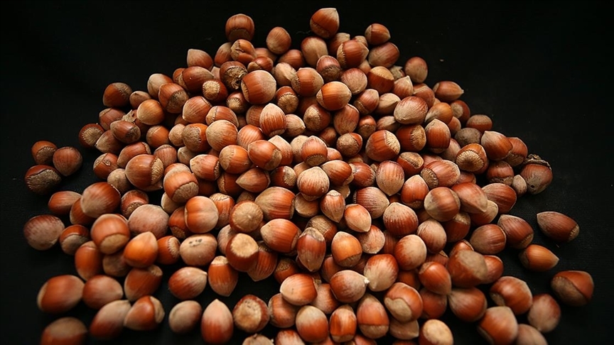 Düzce'den AB ülkelerine 9 ayda 15 bin 278 ton iç fındık ihraç edildi