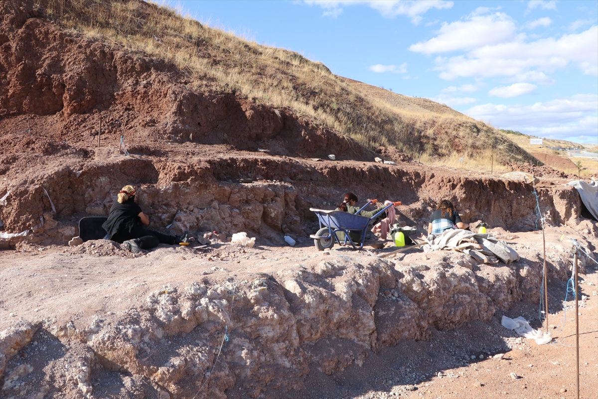 Çankırı'da zürafaya ait kafatası fosili bulundu