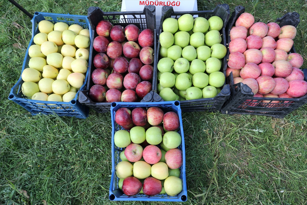 Muş'ta elma hasadından 100 milyon lira gelir beklentisi