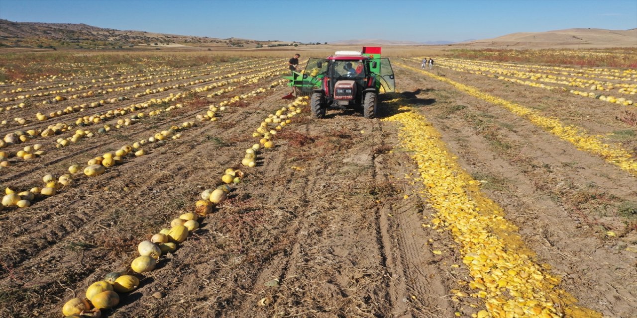 Nevşehir kabak çekirdeğinde üretim ve ihracat artıyor, tescil markalaşmayı hızlandırdı