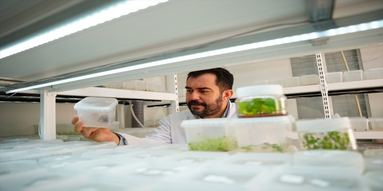 Çanakkale Teknopark’ta Diş Otu Kök Hücresinden Göz Çevresi Kırışıklık Kremi: “Khella”