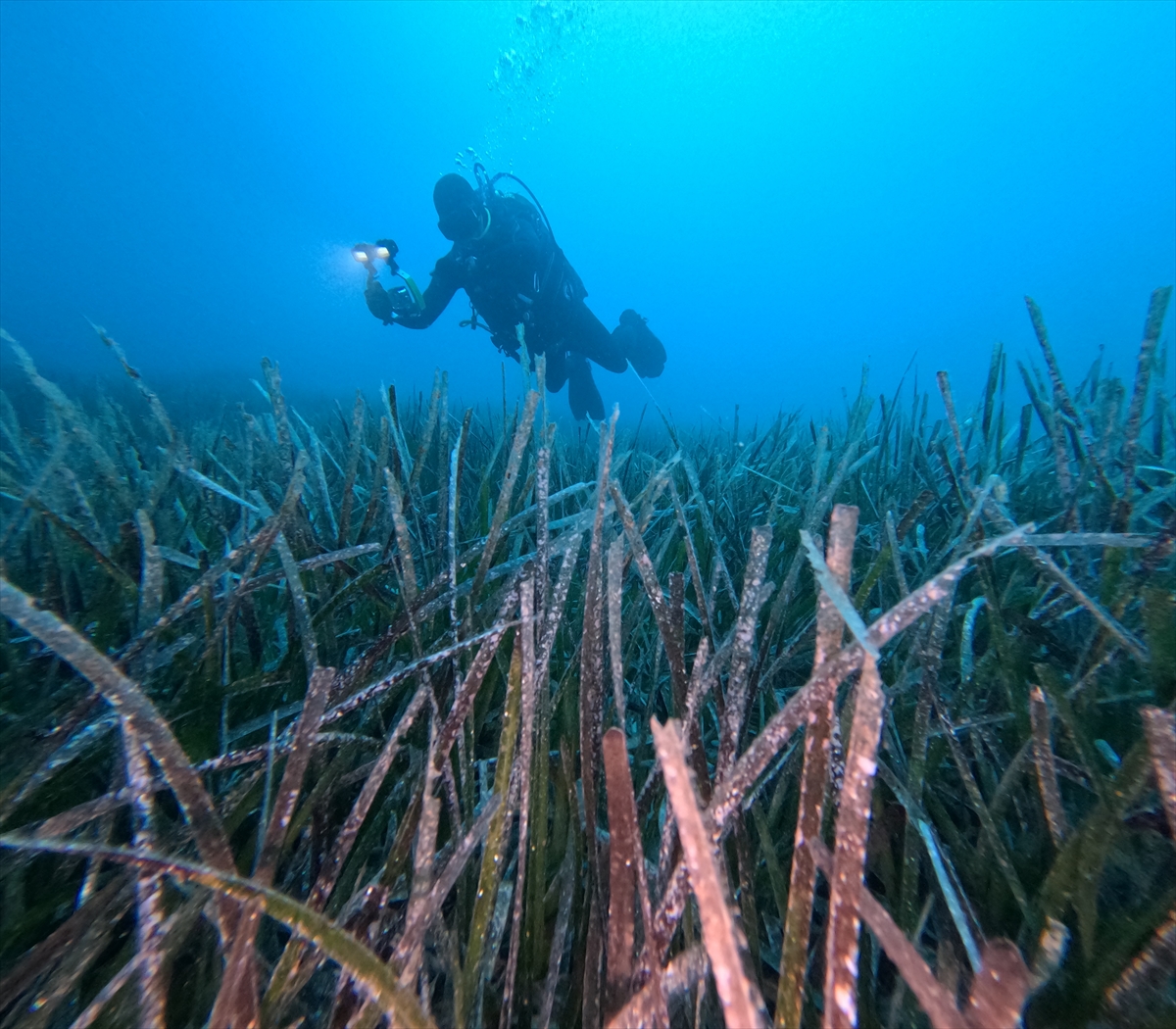 Göcek'te ekilen 10 bin deniz çayırının yüzde 70'i hayatta kaldı