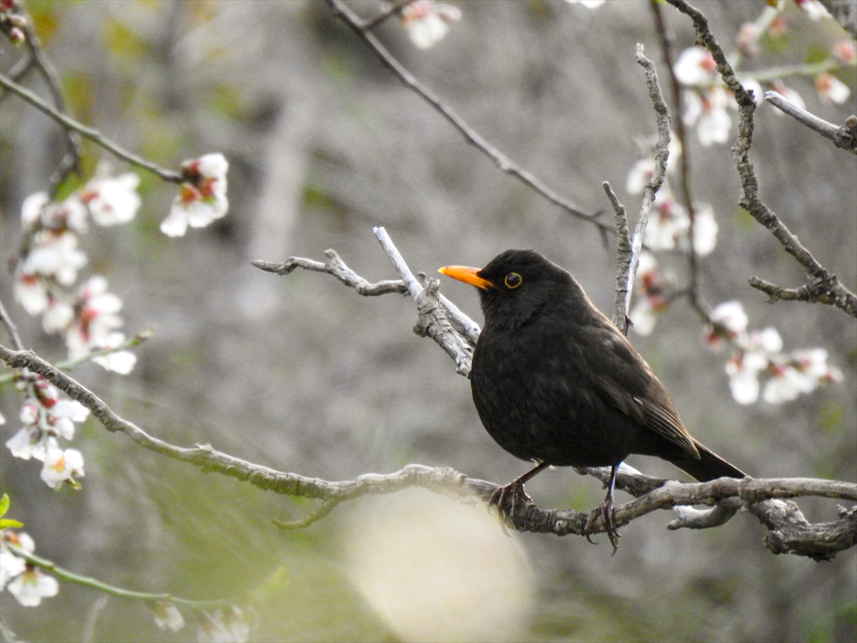 Filistinli öğretmen ülkesindeki doğal yaşamı her koşulda kayıt altına almaya çalışıyor