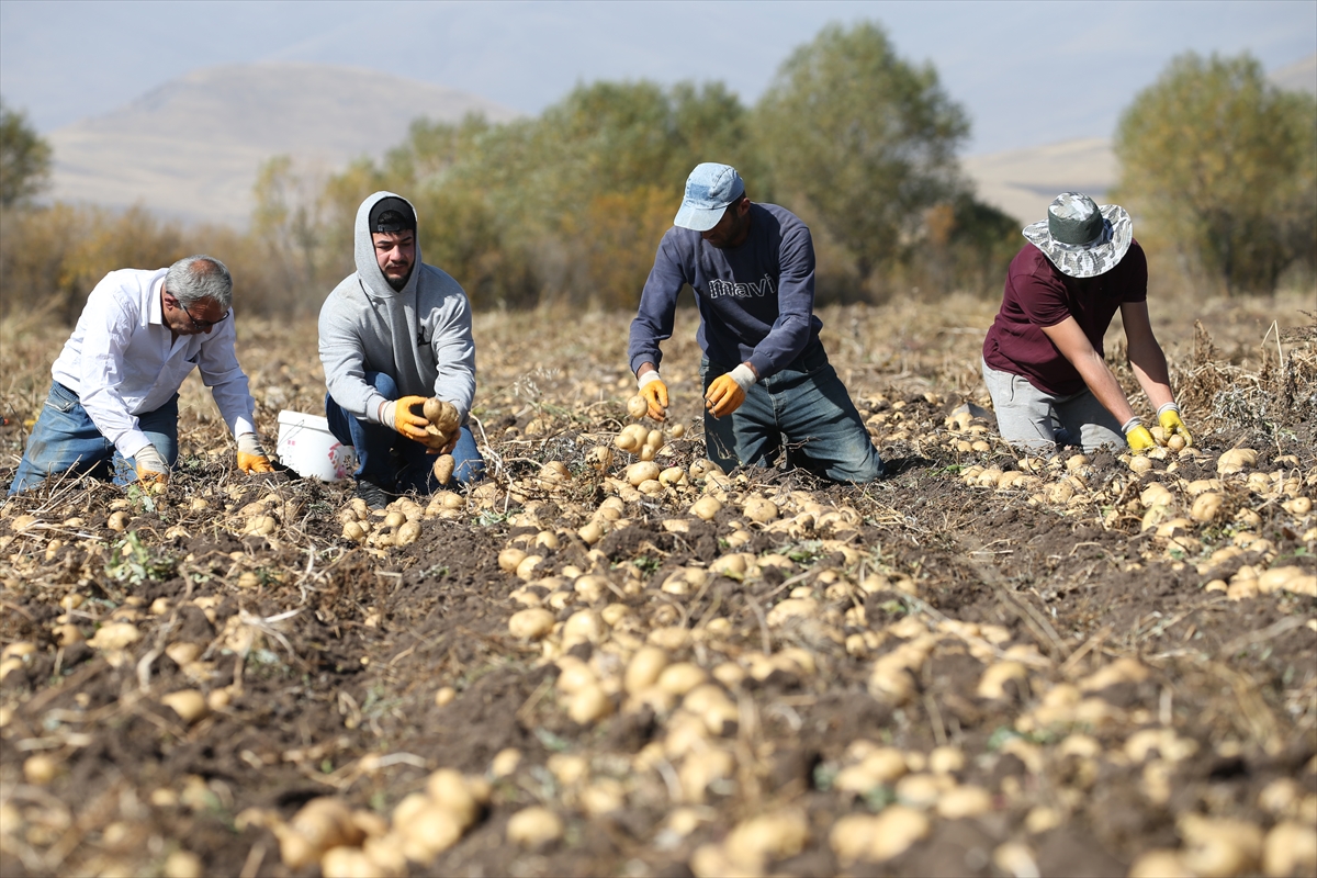 Kars'ta hava erken soğuduğu için toprak donmadan patatesler el birliğiyle hasat ediliyor