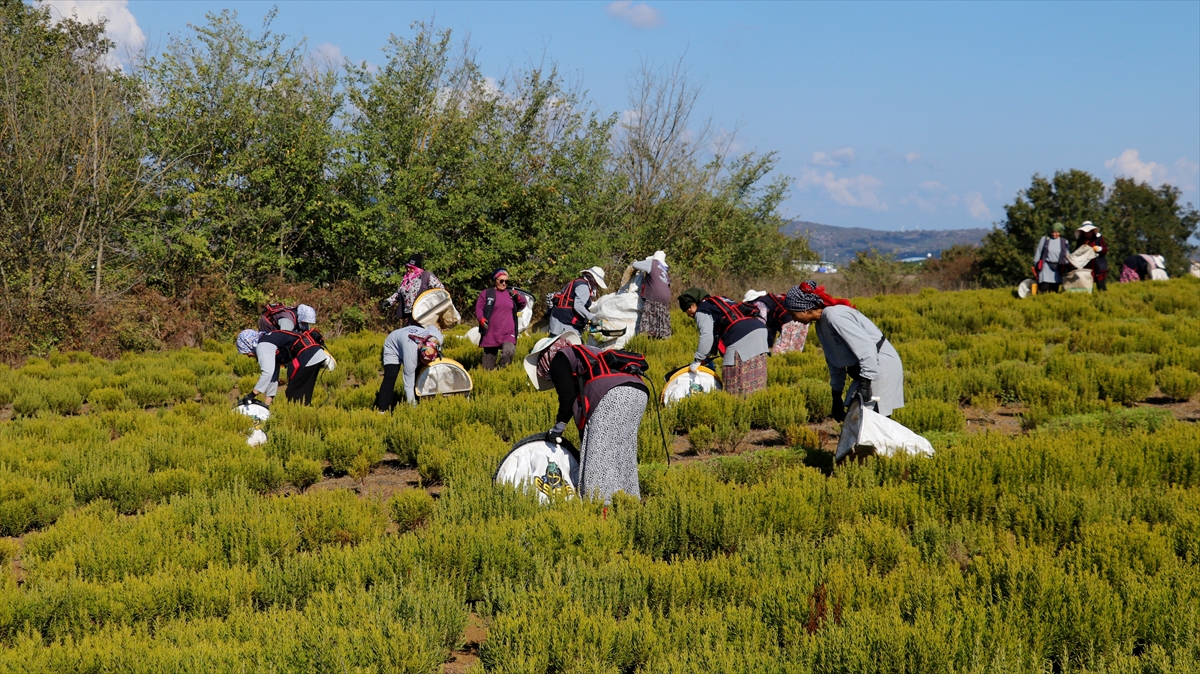 Kocaeli'de kuraklıktan etkilenmeyen biberiyenin hasadına başlandı