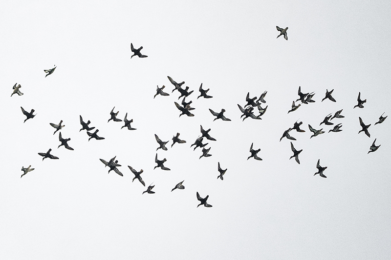 Türk akademisyenden dünyanın en kapsamlı kuş veri tabanı