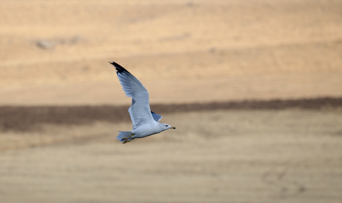 Göç yolculuğu başladı, Muş'taki sulak alanlar kuşlarla şenlendi