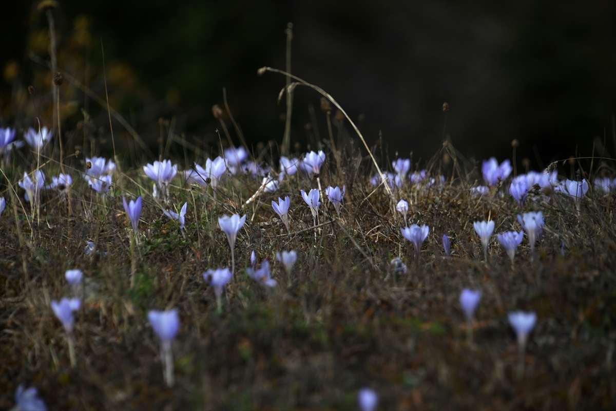 Yayladan dönüşün habercisi "vargit" çiçekleri Ilgaz Dağı'nı süsledi