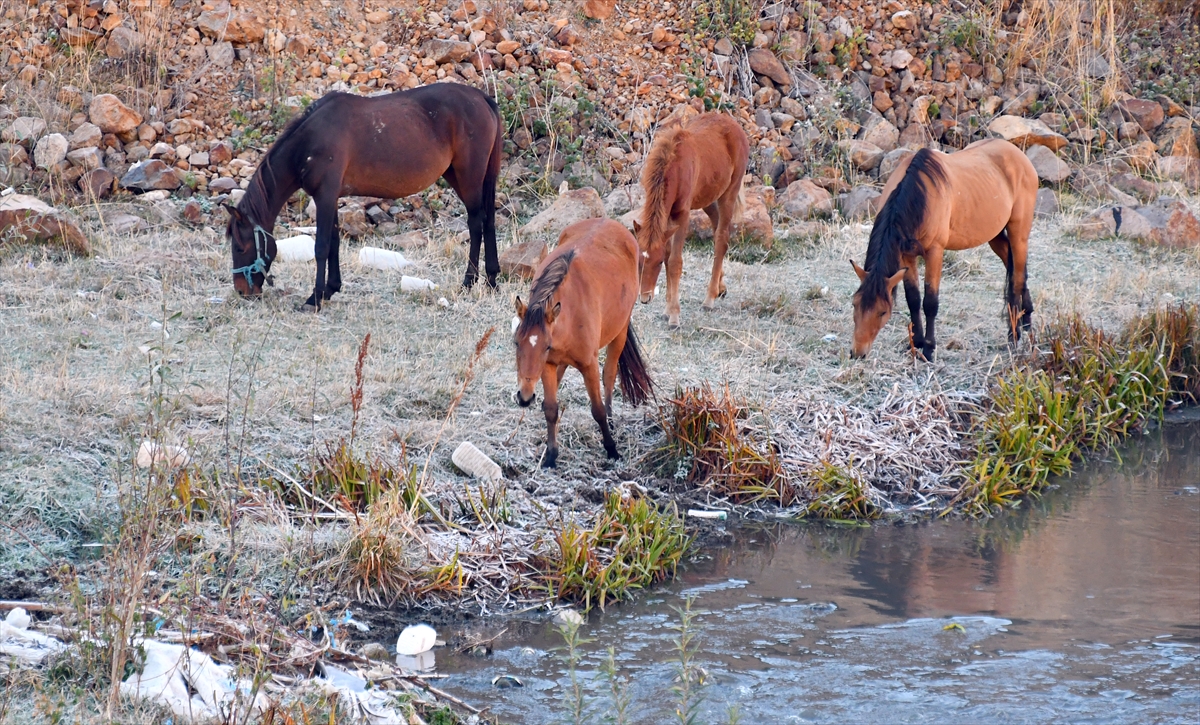 Sarıkamış'ta araç camları ve bitkiler kırağı tuttu