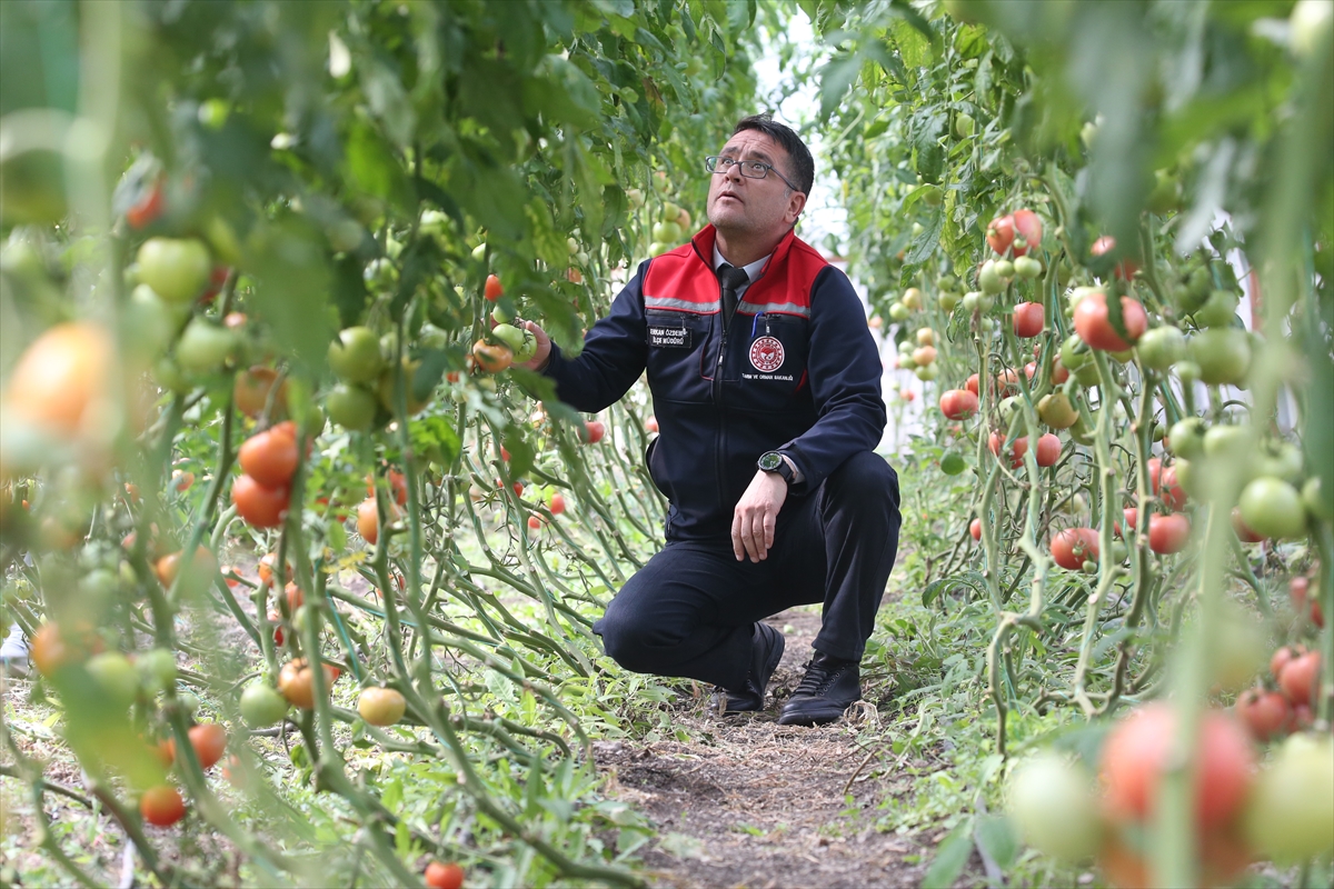 Kars'ta ziraat mühendislerinin oluşturduğu sera vatandaşlara ilham oldu