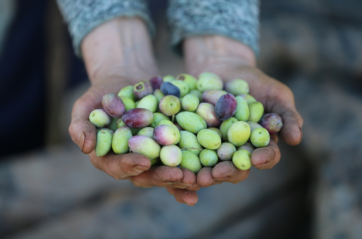 Zeytinde köklü geçmişe sahip Antalya'da coğrafi işaretli ürünler yaygınlaştırılıyor