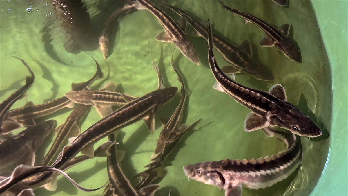 Nesli tükenme tehlikesi altındaki mersin balığını korumak için 15 yıldır çalışıyorlar