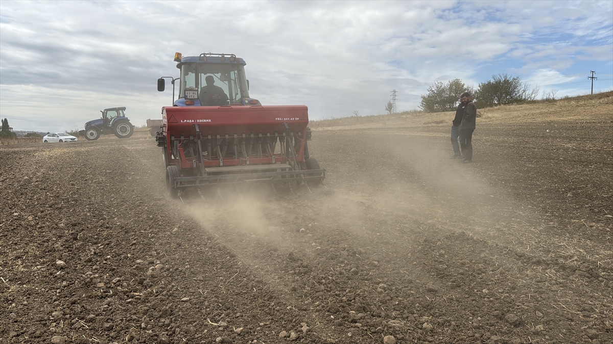 Edirne'de ayçiçeğinden istediği verimi alamayan çok sayıda üretici kanolaya yöneldi