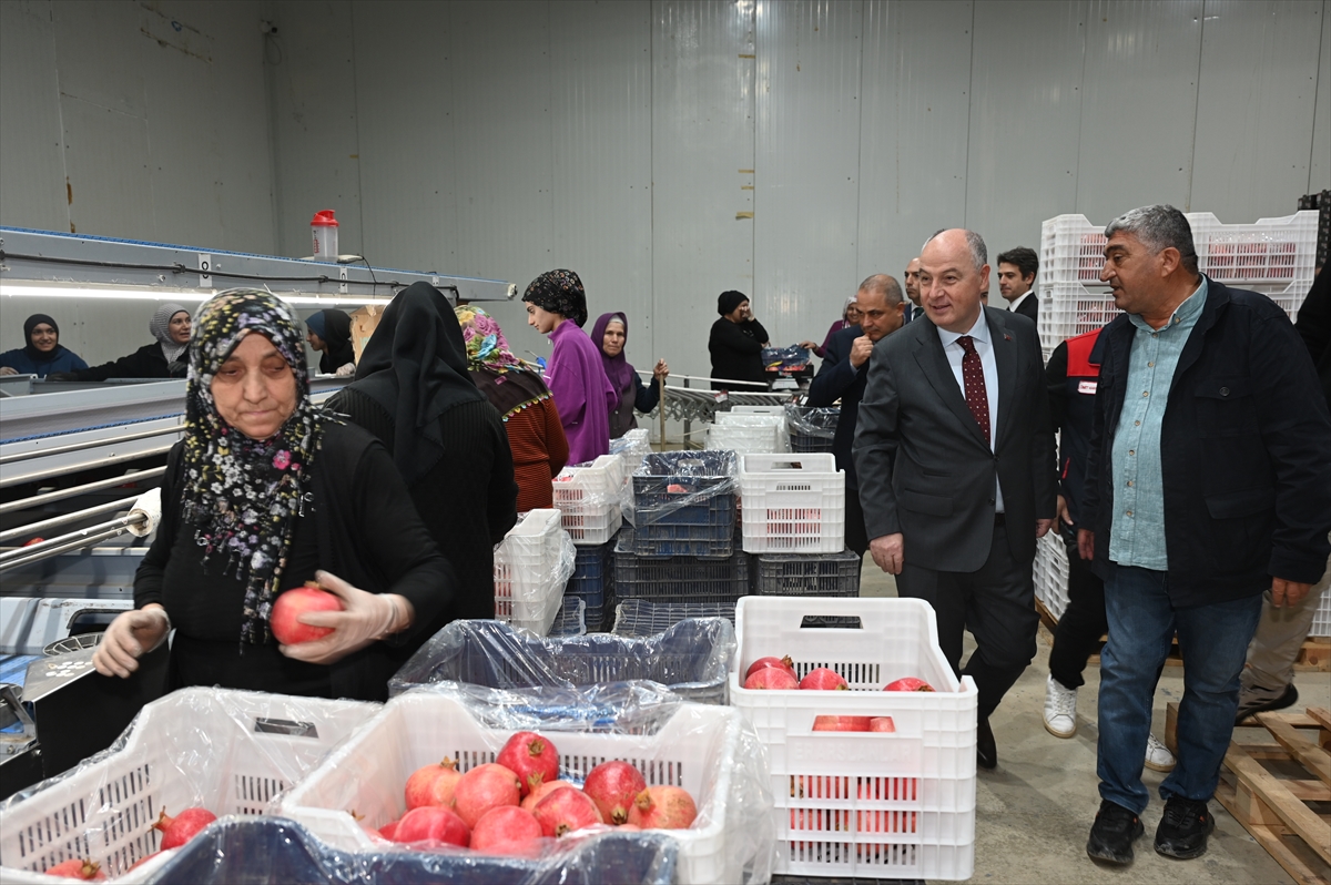 Denizli'de ihracatlık nar hasadı başladı