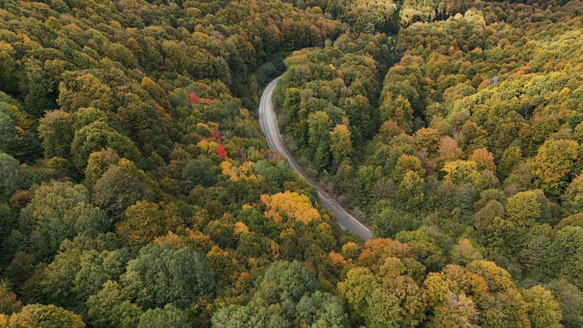 Istranca ormanları sonbahar renklerine büründü
