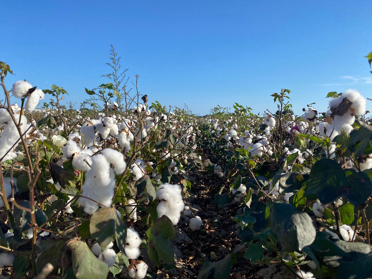 Antalya'nın pamuğu kalitesiyle öne çıkıyor