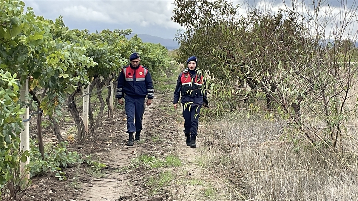Sakarya'da üzüm üreticileri, hırsızlığa karşı jandarma ekipleriyle bahçede nöbet tutuyor