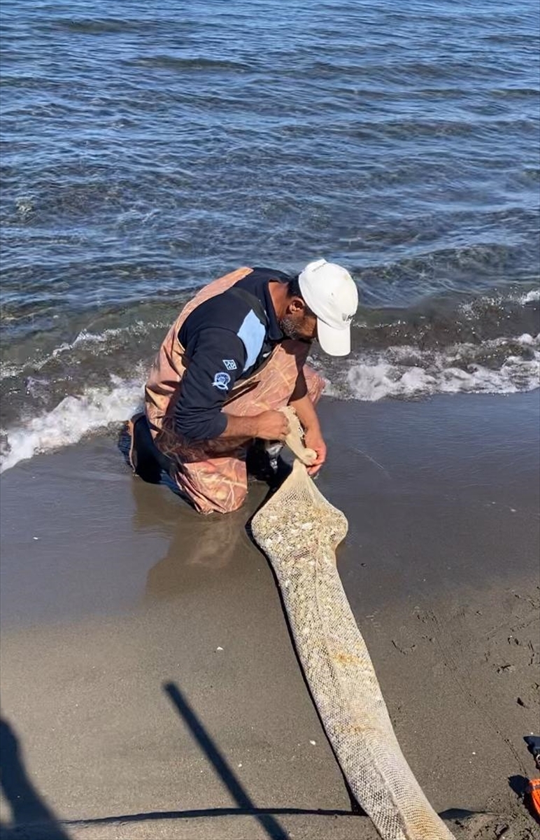 Samsun'da kaçak avlanan 1 ton midye ele geçirildi