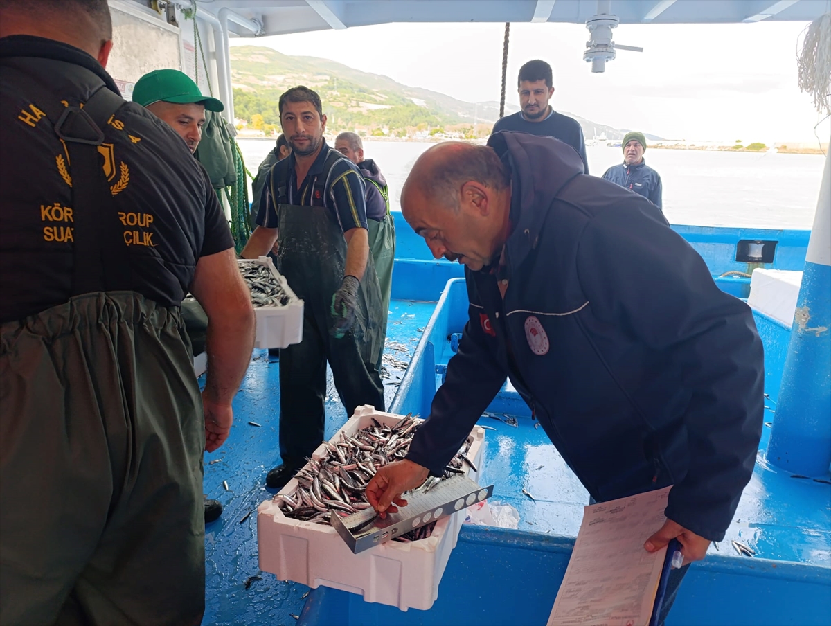 Samsun'da 2 haftada 174 bin 480 kilo hamsiye nakil onayı verildi