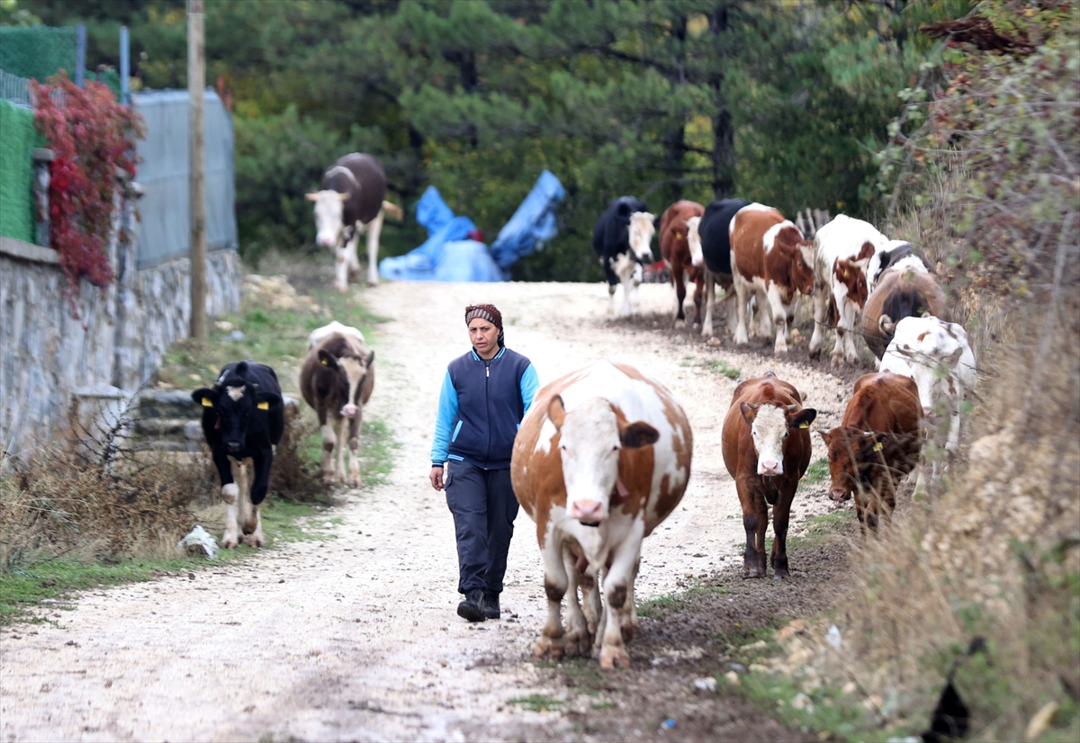 Gelin geldiği köyde devlet desteğiyle sürü sahibi oldu