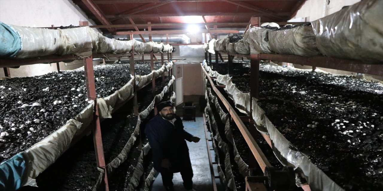 Erzurumlu Nurcan Aktaş, Devlet Desteğiyle Kurduğu Tesiste 10 Kişiyle Mantar Üretiyor