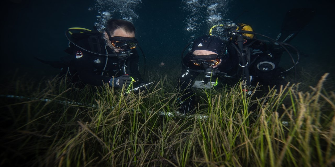 AA ekibi, ÇAYIR-İZ projesi kapsamında Marmara’da deniz çayırlarının izini sürdü, gelişmeleri su altından aktardı