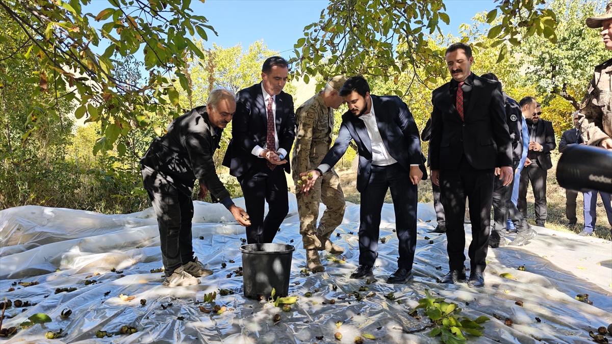 Bitlis Valisi Ahmet Karakaya ceviz hasadına katıldı