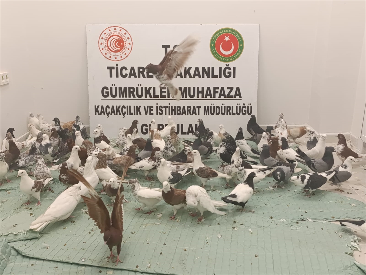 Gürbulak Gümrük Kapısı'nda "cancan" cinsi 85 güvercine el konuldu