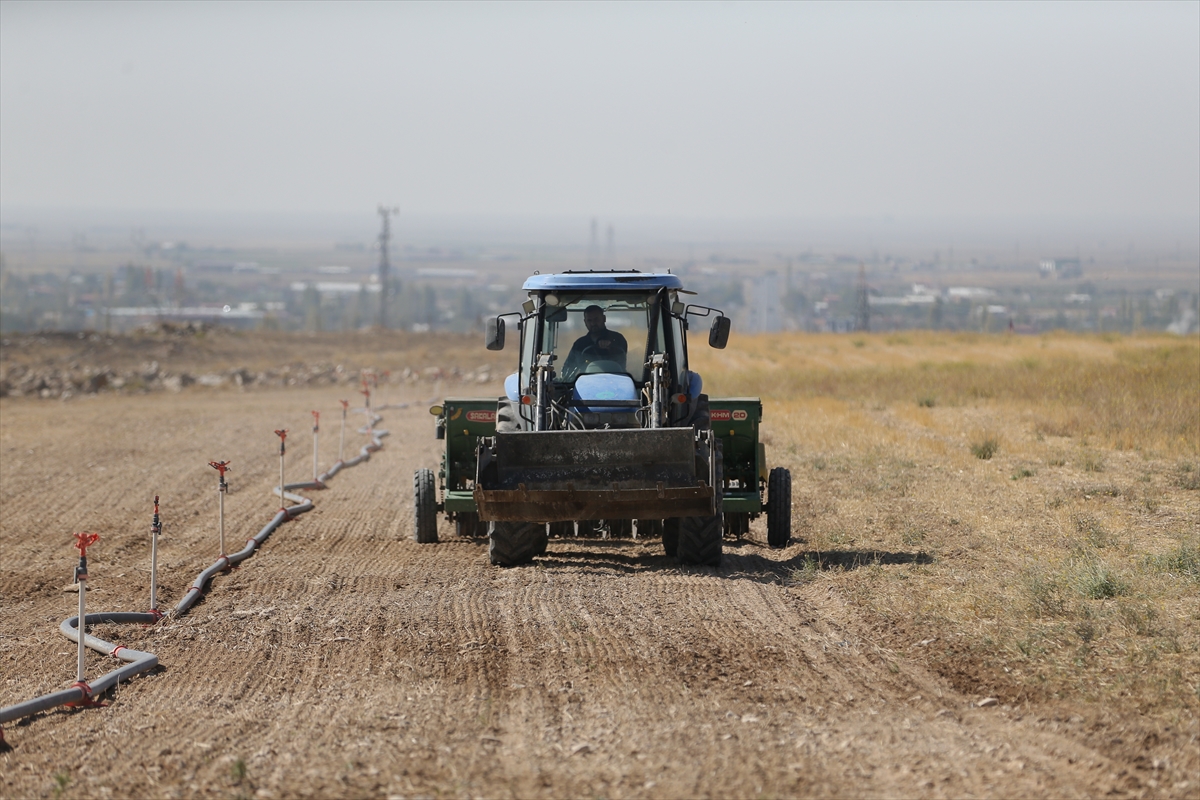 Niğde'de üniversitenin tarıma kazandırılan arazilerinde yem bitkileri yetiştiriliyor