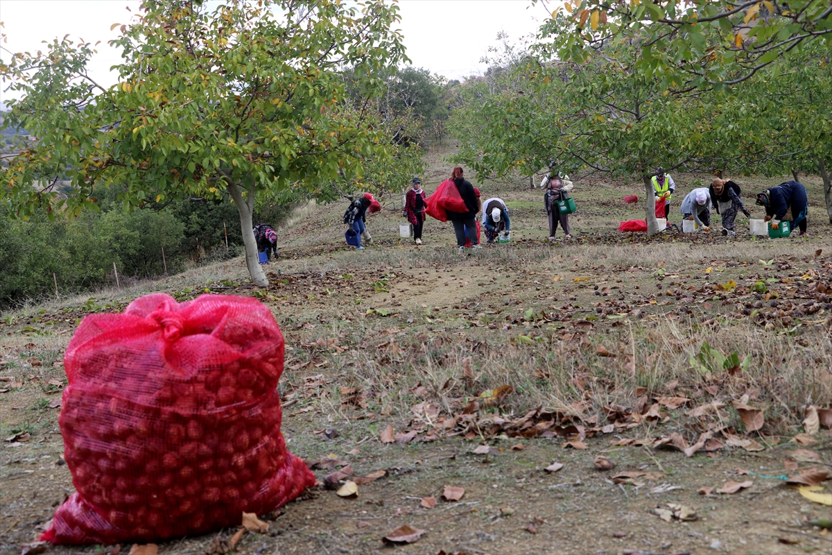 Tekirdağ'da bozuk orman arazisinde yetiştirilen cevizlerin hasadı başladı