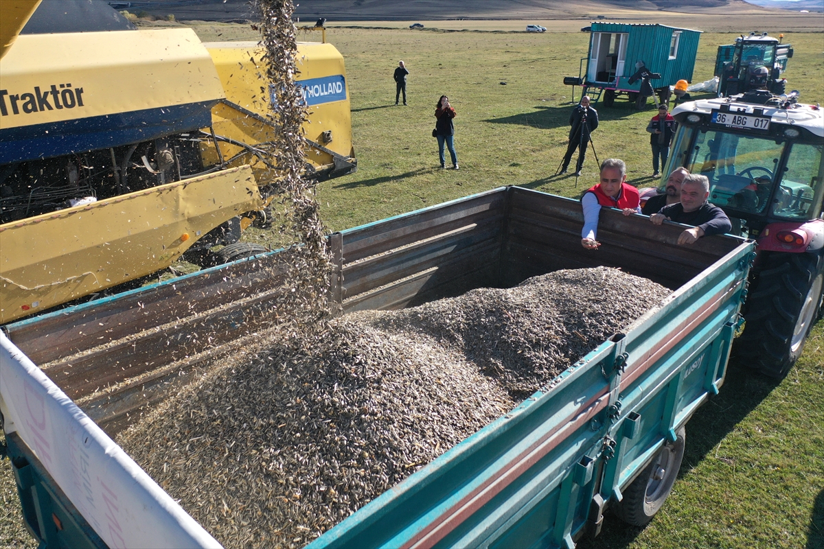 Kars'ta devlet desteğiyle ekilen yağlık ayçiçeği üreticisini sevindirdi