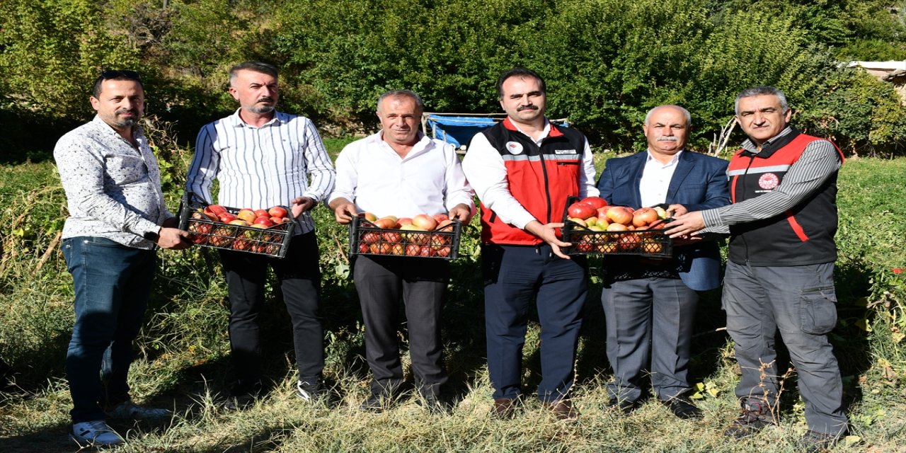 Kozluk’ta tescilli domates hasadı devam ediyor: İri ve aromasıyla dikkat çeken ata tohumu ürünler sofralara ulaşıyor