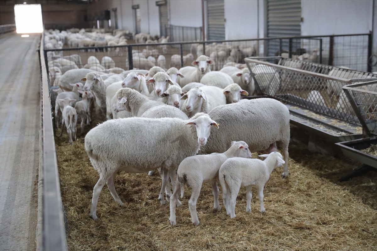 İzmir'de besicilere hibe olarak 210 küçükbaş hayvan dağıtıldı