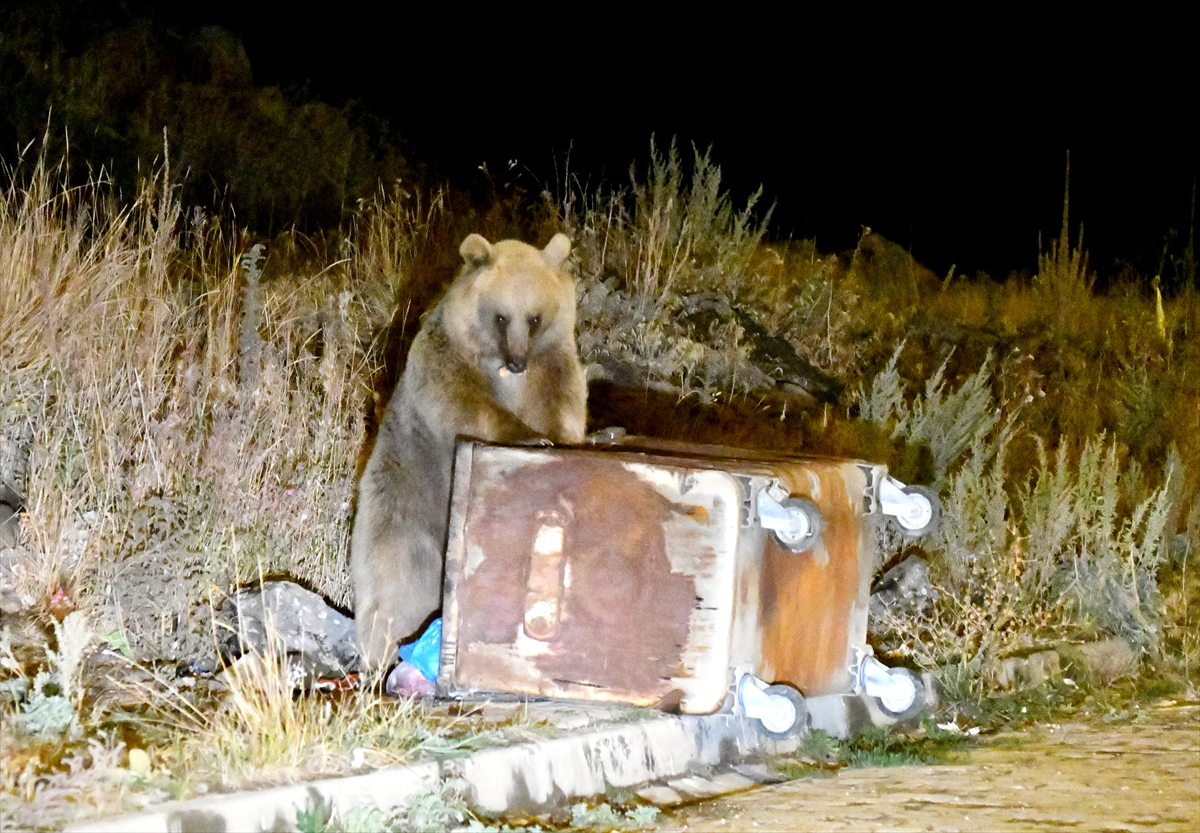 Havaların soğuduğu Kars'ta bozayılar ve kızıl tilkiler ilçe merkezine indi