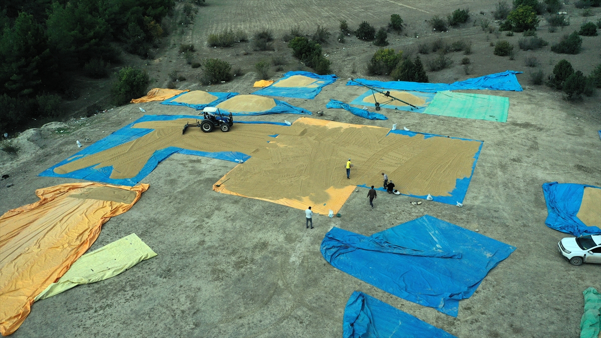 Pirinciyle ünlü Tosya'da çeltikler geleneksel yöntemlerle kurutuluyor