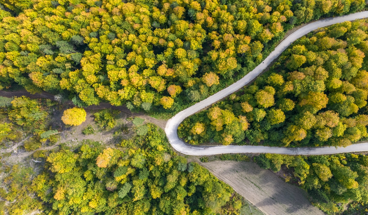 Kastamonu ormanlarında sonbaharın renk cümbüşü yaşanıyor