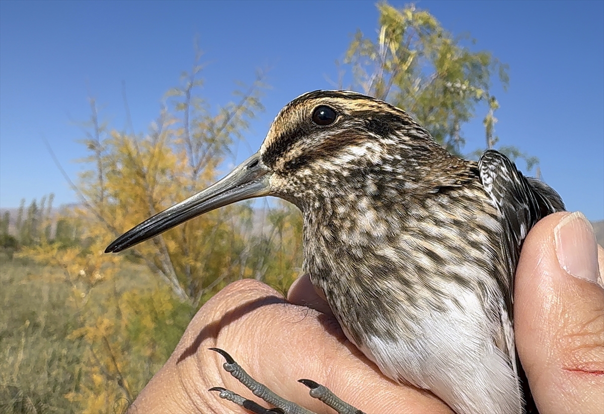 Türkiye'de en nadir görülen kuşlardan küçük suçulluğu, Iğdır'da halkalandı