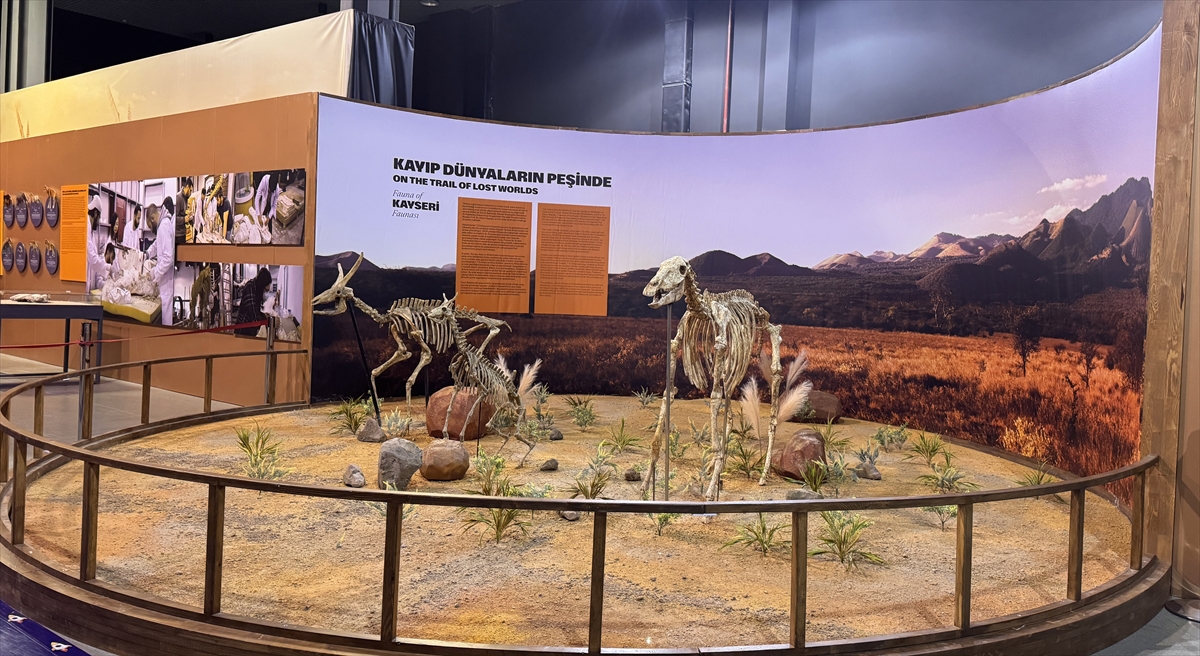 7,7 milyon yıllık hayvan fosillerinin eksik uzuvları 3D yazıcılarla tamamlanıyor