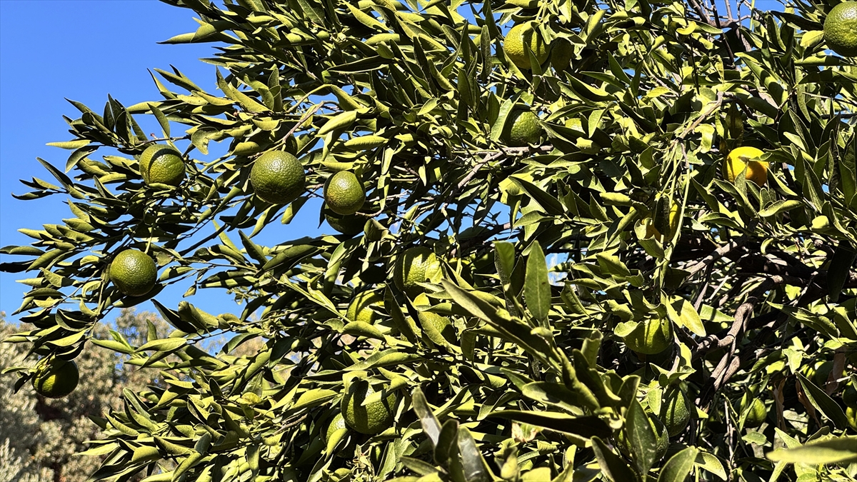 Coğrafi işaretli Bodrum mandalinasında rekolte beklentisi yüksek