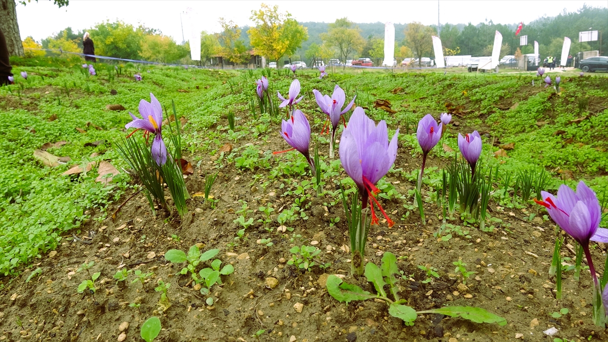 Karabük'te düzenlenen "9. Safran Festivali" sona erdi