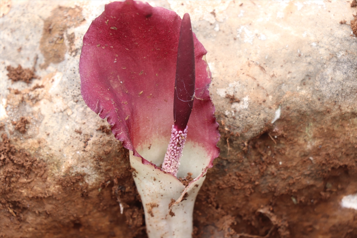 Yeni bitki türü, keşfine öncülük eden tarım işletmecisinin adıyla literatürde