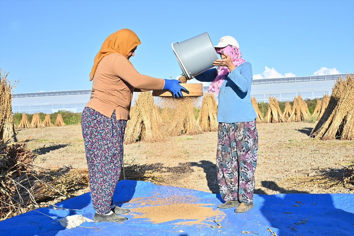 Türkiye'deki susam üretiminin üçte biri Antalya'dan